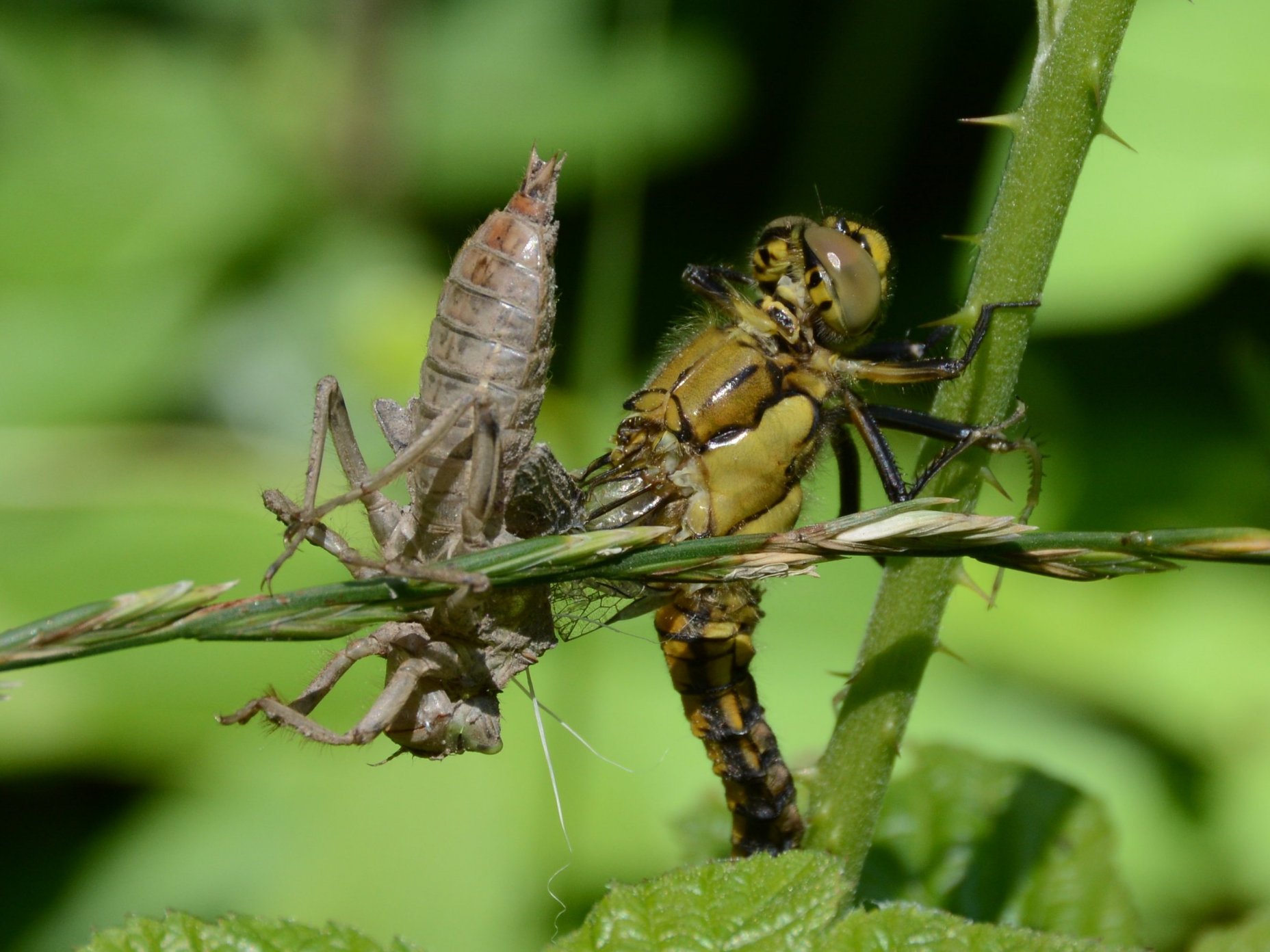 Ortethrum difficolt nella muta?